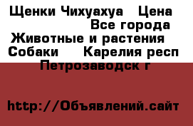 Щенки Чихуахуа › Цена ­ 12000-15000 - Все города Животные и растения » Собаки   . Карелия респ.,Петрозаводск г.